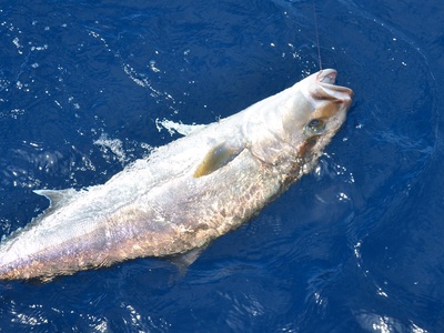 Greater Amberjack