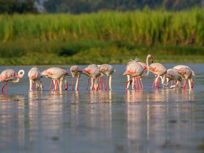 Greater Flamingo