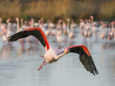 Greater flamingo