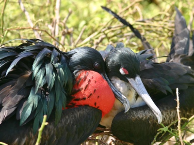 Greater Frigatebird