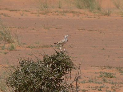 Greater Hoopoe-Lark
