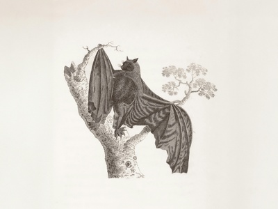 Greater horseshoe bat