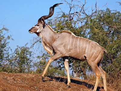 Greater Kudu