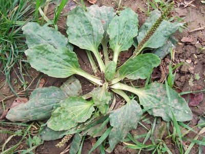 Greater plantain