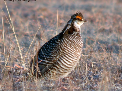 Greater Prairie-Chicken