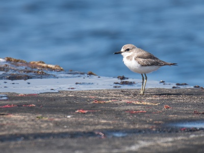 Greater Sand Plover
