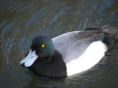 Greater Scaup