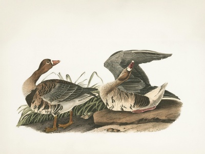 Greater White-fronted Goose