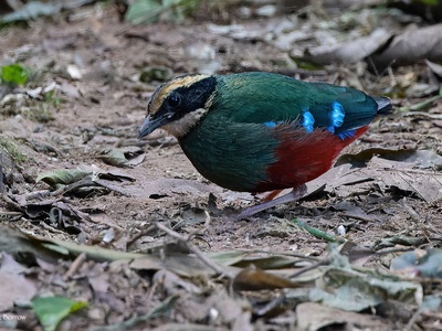 Green-breasted Pitta