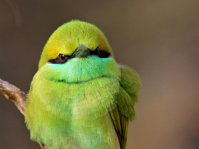 Green-headed Sunbird