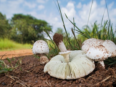 Green-spored parasol