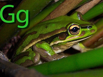 Green and golden bell frog