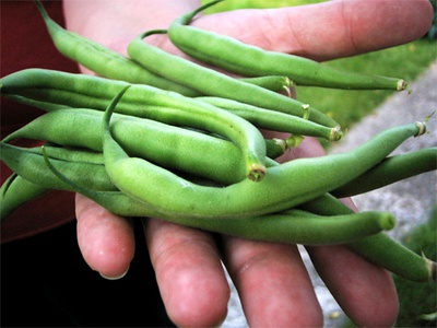 Green Bean
