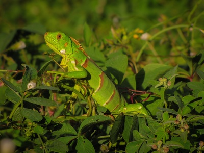 Green Iguana