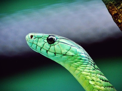 Green Mamba