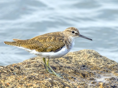 Green Sandpiper