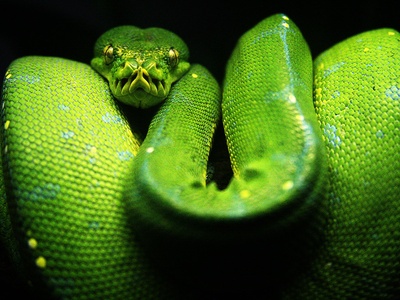 Green tree python