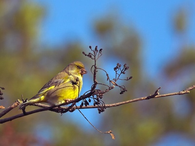 Greenfinch