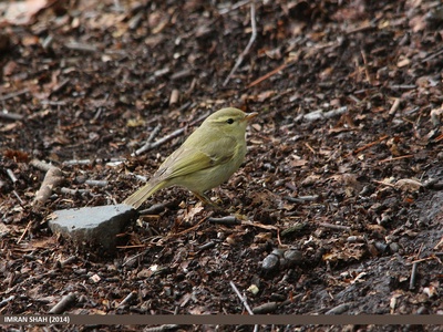 Greenish Warbler