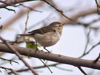 Greenish Warbler