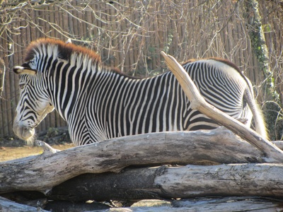 Grevy's zebra