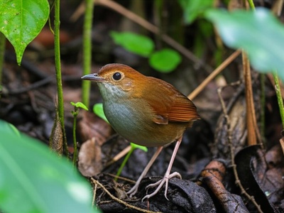 Grey-bellied Antpitta