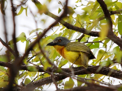 Grey-headed Bushshrike