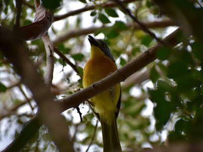 Grey-headed Bushshrike