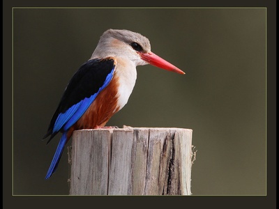Grey-headed Kingfisher