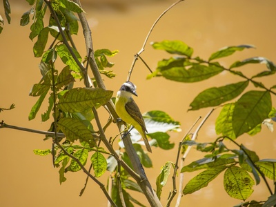 Grey-headed Kingfisher