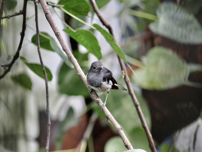 Grey-headed Negrofinch