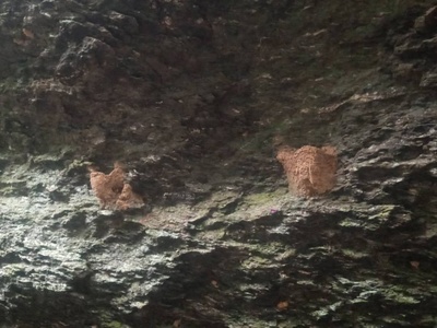 Grey-necked Picathartes