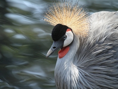 Grey Crowned Crane