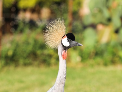 Grey Crowned Crane