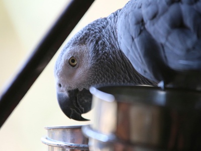 Grey Parrot