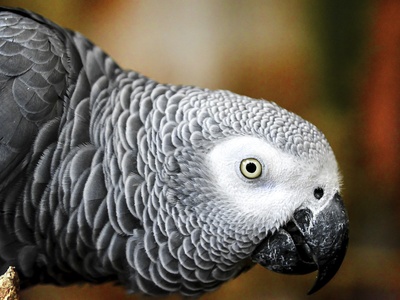 Grey Parrot
