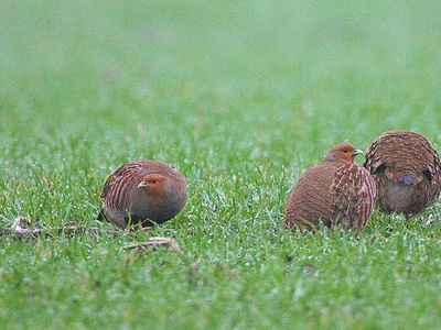 Grey Partridge