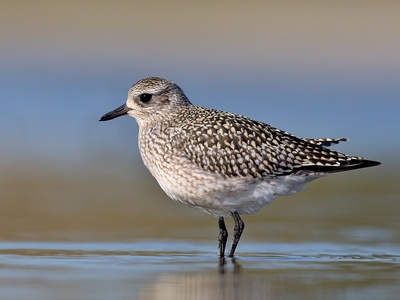 Grey Plover
