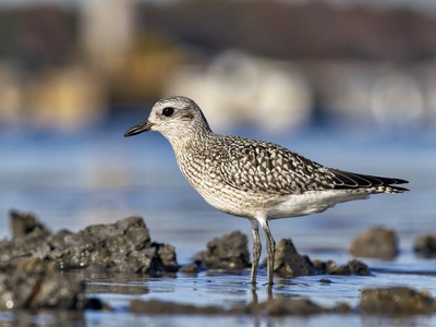 Grey Plover