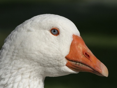 Greylag Goose