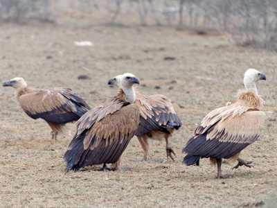 Griffon Vulture