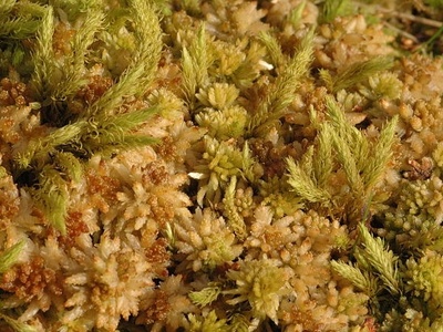 Grooved bog‑moss