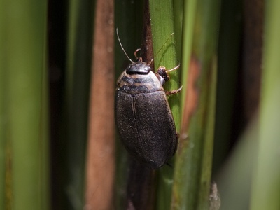 Grooved Diving Beetle