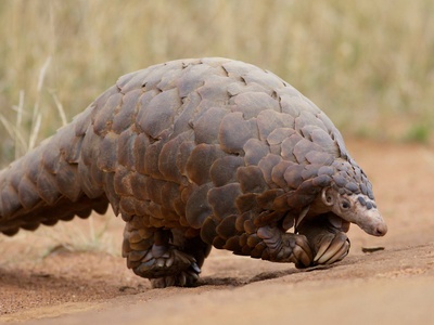 Ground pangolin