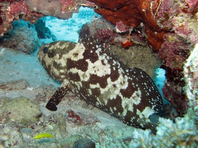 Grouper