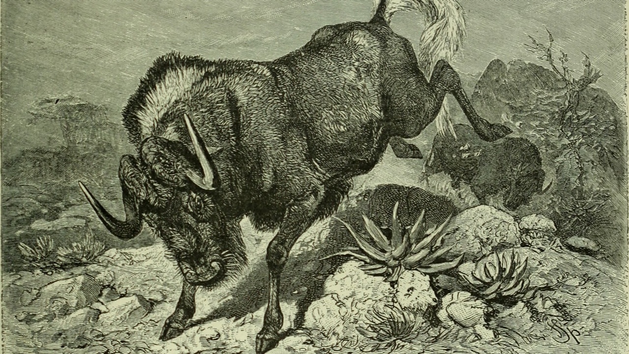 Antler growth cycle illustration and continuous horn growth