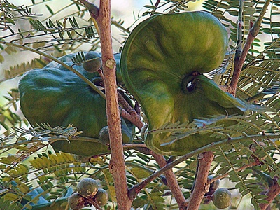Guanacaste (elephant-ear tree)
