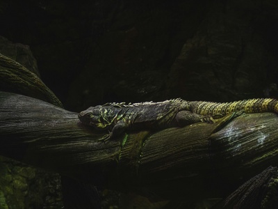 Guatemalan Beaded Lizard