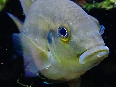 Guenther's Mouthbrooder