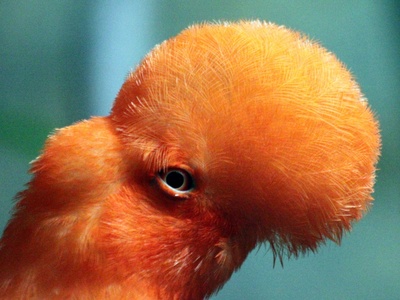 Guianan Cock-of-the-rock